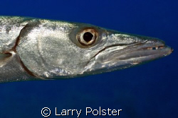 One of many Great Barracuda by Larry Polster 